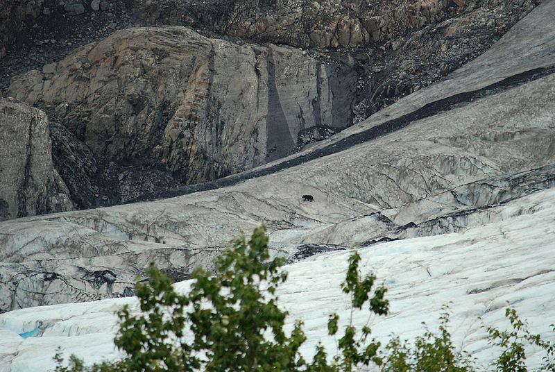800px-mary spotted this bear moving across the glacier - panoramio