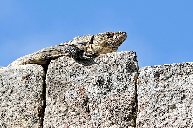 800px-mexico-5941 - just resting... %284650671699%29