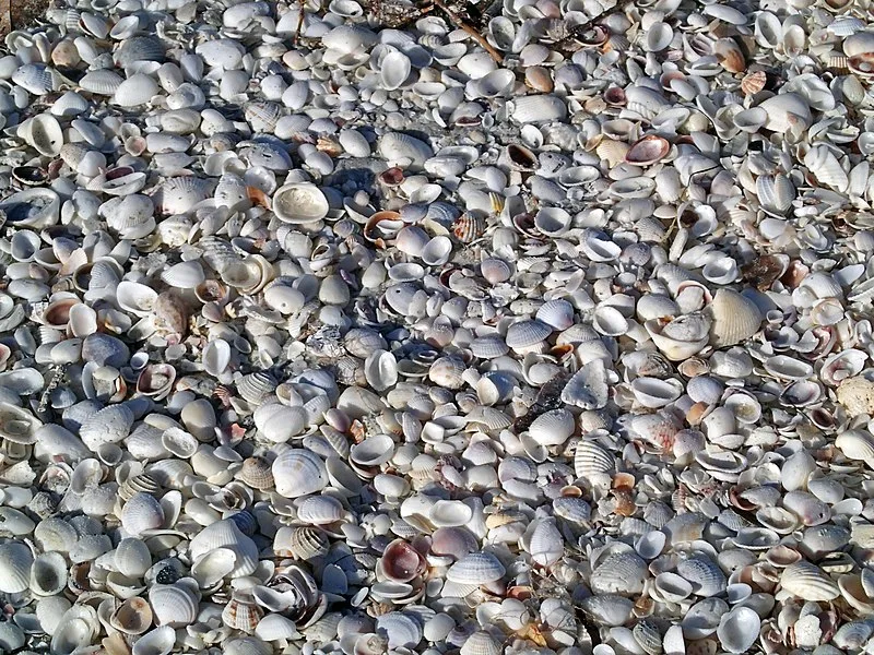 800px-mollusc shells on marine beach %28lighthouse beach%2c sanibel island%2c florida%2c usa%29