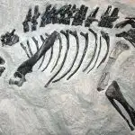 800px Montanoceratops MOR 542