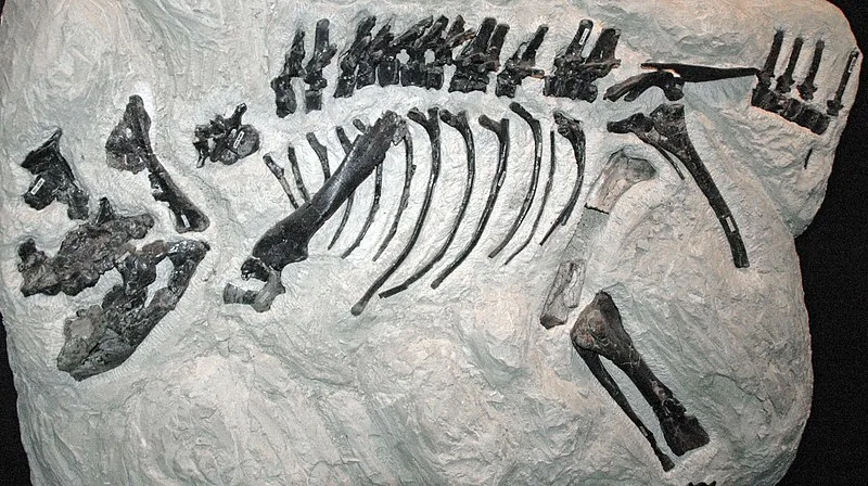 800px Montanoceratops MOR 542 800px-montanoceratops mor 542