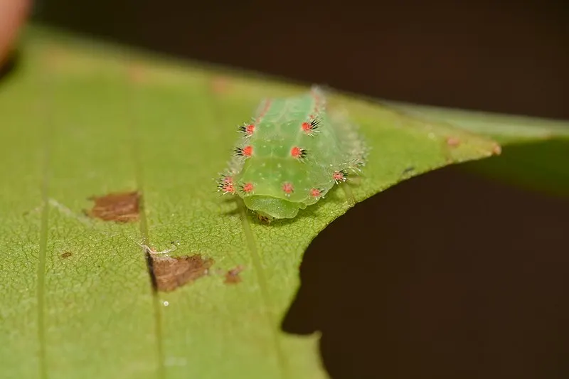 800px-natada nasoni %e2%80%93 nason%27s slug moth caterpillar %28id thanks to poremski%29 %2843318535724%29