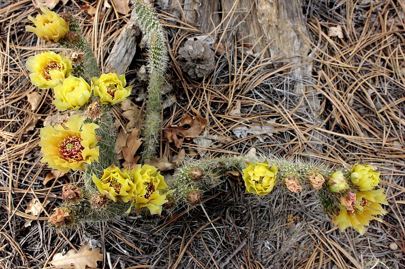 800px-opuntia polyacantha in bloom. palmer park in colorado springs%2c colorado 002