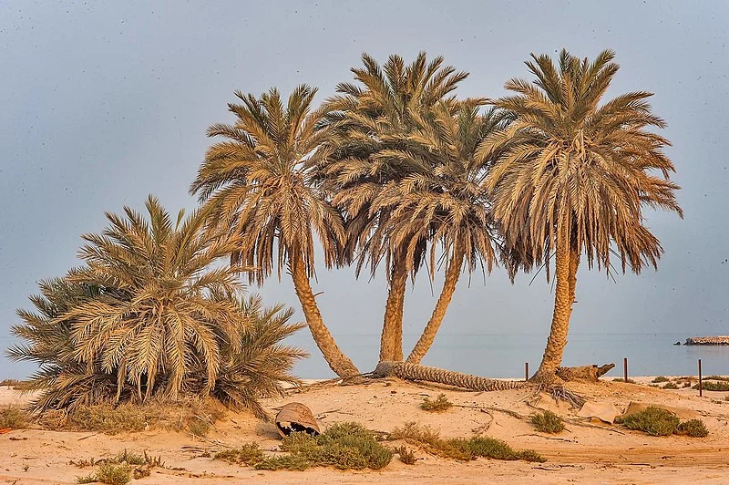 800px-palm tree cluster near umm bab beach