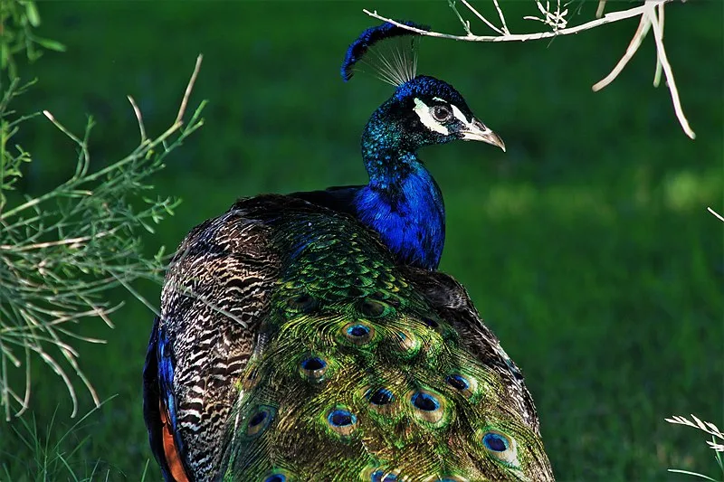 800px-peacock - floyd lamb park