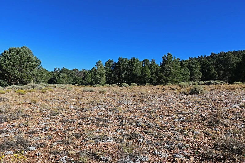 800px-pebble plains habitat near big bear lake in the san bernardino mountains %2836609729536%29