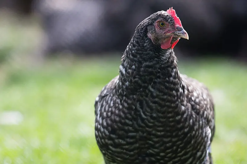 800px-poule coucou de rennes%2c %c3%89comus%c3%a9e du pays de rennes%2c france