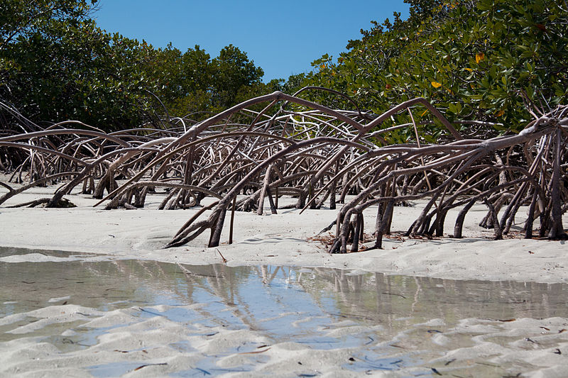 800px-providenciales mangrove reflections