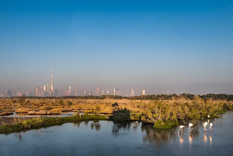800px-ras al khor wildlife sanctuary with dubai skyline