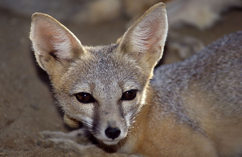 800px-san joaquin kit fox b-40-13 08 20 1993