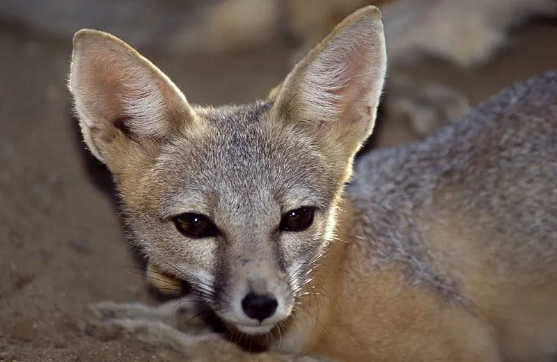 800px-san joaquin kit fox b-40-13 08 20 1993