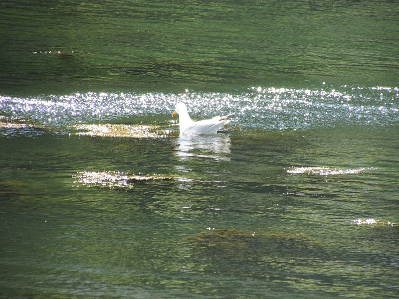 800px-seagull swimming off little deer isle%2c maine. image 2