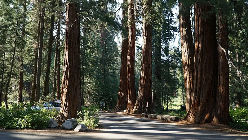 800px-sequoia national park giant forest