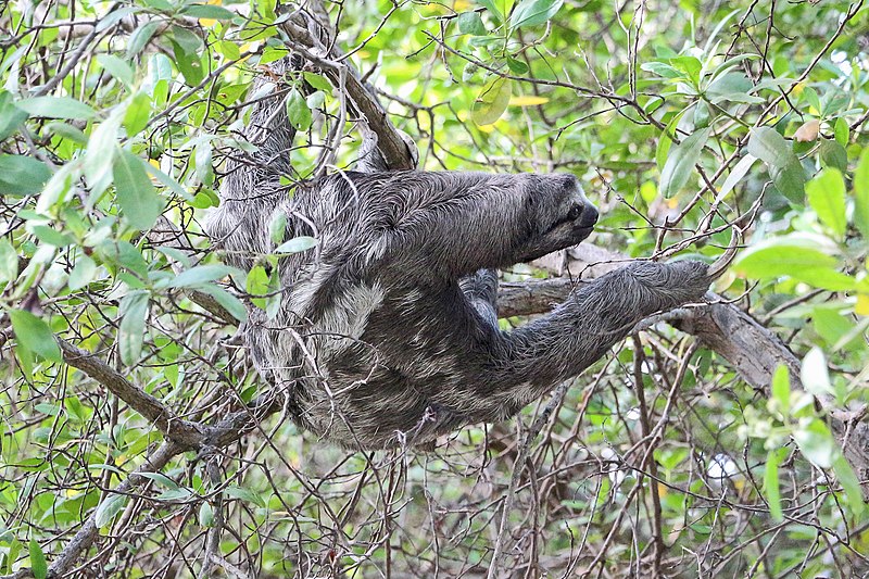 800px-sloth in centenario park%2c cartagena 02
