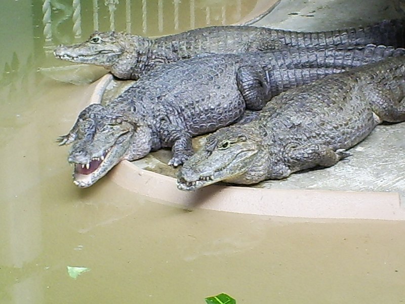 800px-st louis zoo spectacled caimans