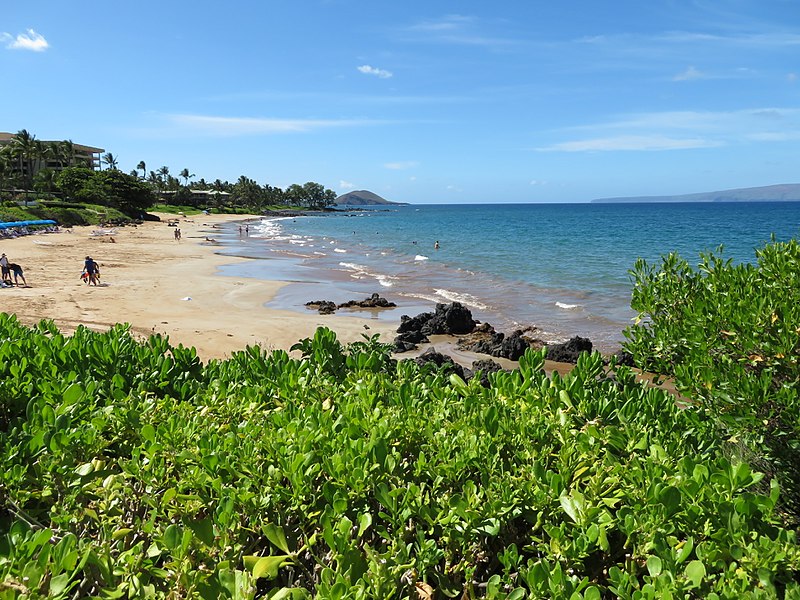 800px-starr-170919-0211-scaevola taccada-view beach ocean puu olai-wailea point coastal walk-maui - flickr - starr environmental