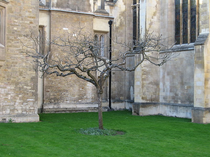 800px-supposedly isaac newton%27s apple tree