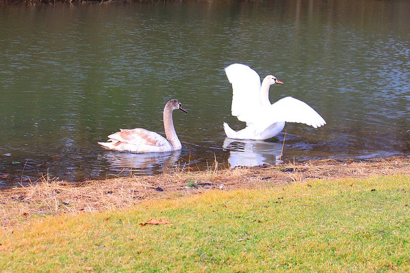 800px-swans on mill pond%2c mill pond park%2c saline%2c michigan - panoramio