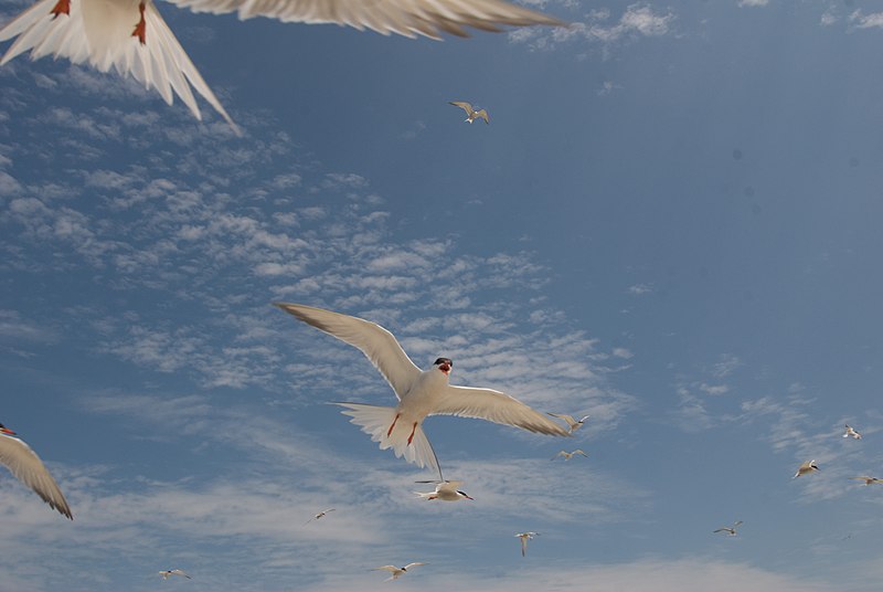800px-terns at monomoy national wildlife refuge %284853164941%29