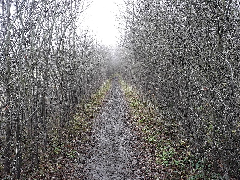 800px-thames path%2c south of radley%2c oxfordshire