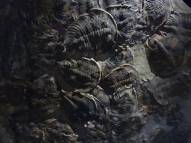 800px-trilobites%2c wyoming dinosaur center%2c thermopolis 2015