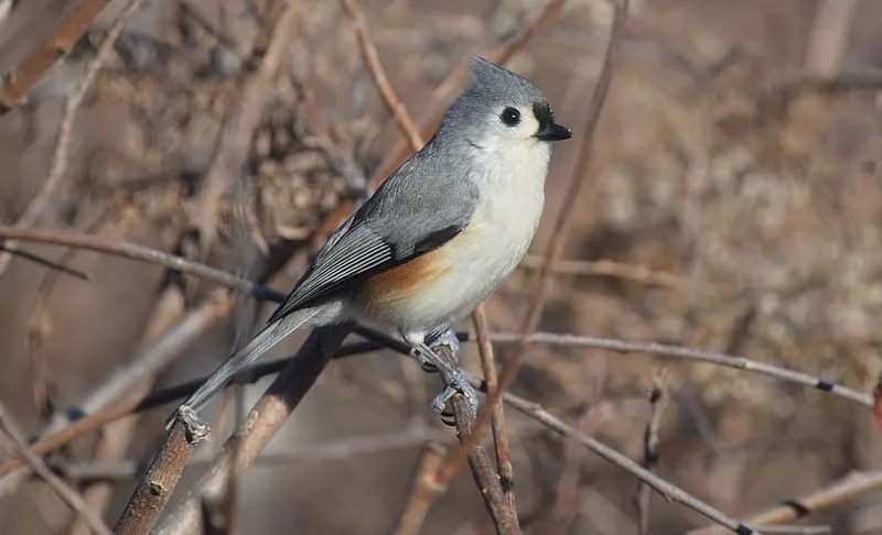 800px-tufted titmouse %2823984564123%29