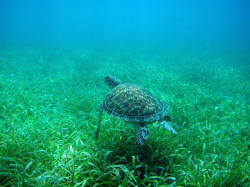 800px-turtle at tamarindo beach%2c culebra%2c puerto rico