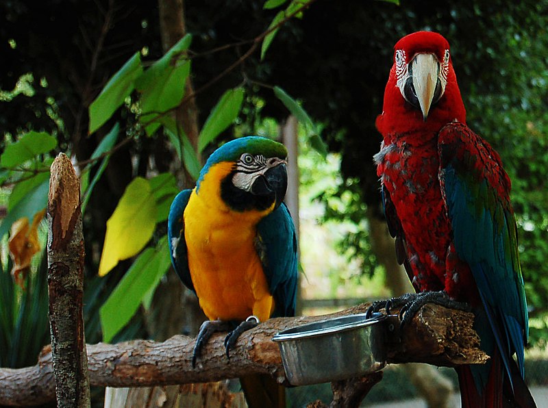 800px-two macaws -gulf breeze zoo%2c gulf breeze%2c florida%2c usa-8a