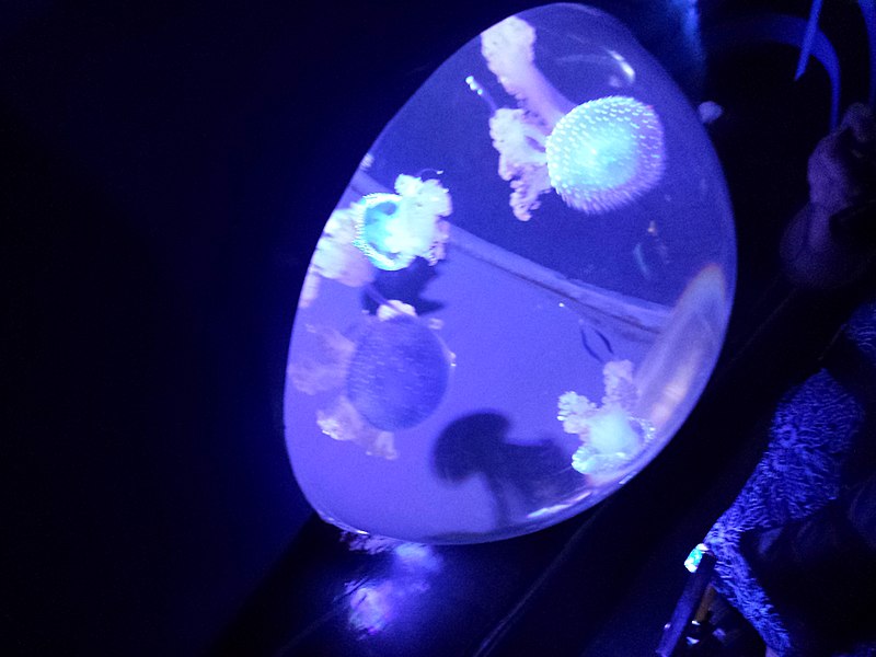 800px-waikiki aquarium jellyfish