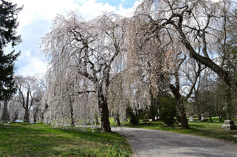 800px-weeping cherry trees in spring grove cemetery%2c cincinnati%2c ohio 01