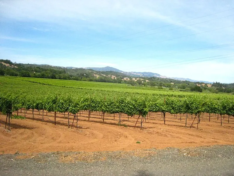 800px-west dry creek road vineyards