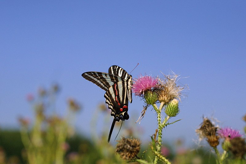 800px-zebra swallowtail butterfly %2811324069615%29