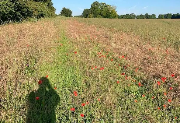 Af1qipoph9uplpxpcoakvoedngxhllfddqhj9mllczo2=w592-h404-n-k-no