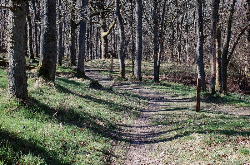 Footpaths in black spout wood%2c pitlochry - geograph.org.uk - 2859018