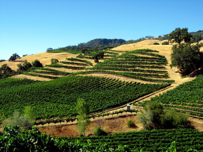 Vineyards in alexander valley