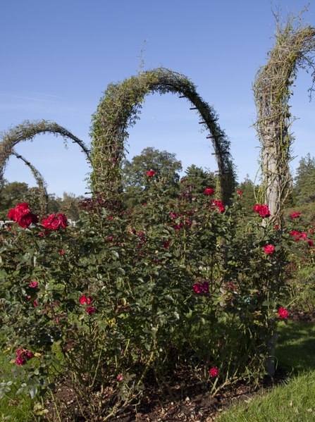 Lossy-page1-447px-elizabeth park rose garden in hartford%2c connecticut lccn2012630807.tif