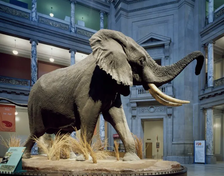 Lossy-page1-763px-the elephant at the smithsonian national museum of natural history%2c washington%2c d.c lccn2011631532.tif