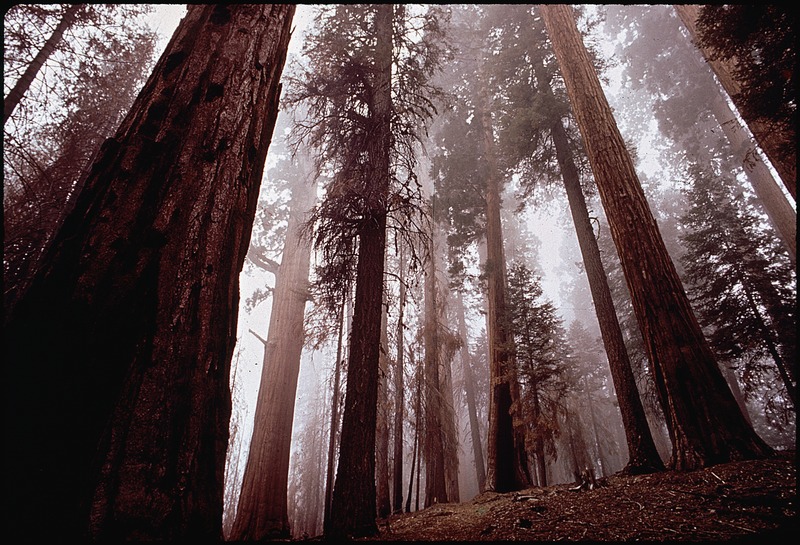 Lossy-page1-800px-california--sequoia national park - nara - 542569.tif