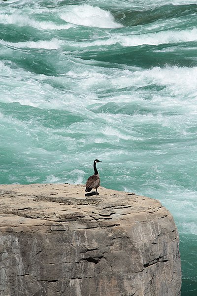 400px-canada goose from the white water walk