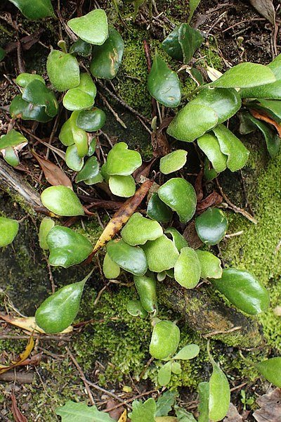 400px-pyrrosia eleagnifolia kz12