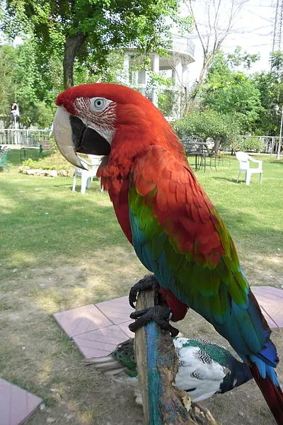 400px-scarlet macaw in bird%27s park%2c islamabad