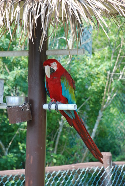 401px-green-winged macaw %28ara chloroptera%29 -maine -zoo