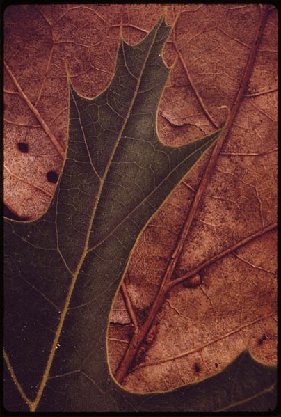 404px-oak leaves in lake of the ozarks state park - nara - 551372