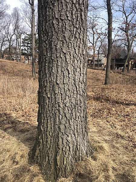 450px-black oak bark in high park%2c toronto%2c ontario%2c canada during march