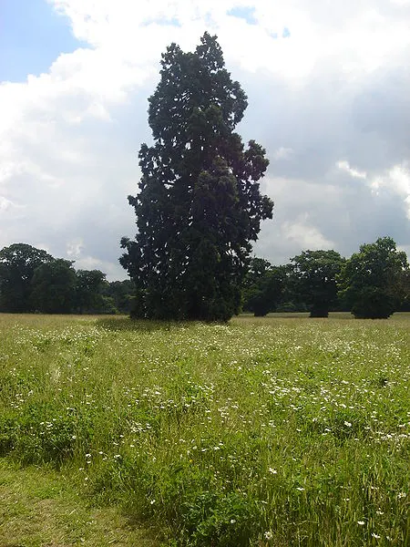 450px-catton park4