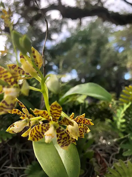 450px-dollar orchid at vizcaya museum and gardens close up