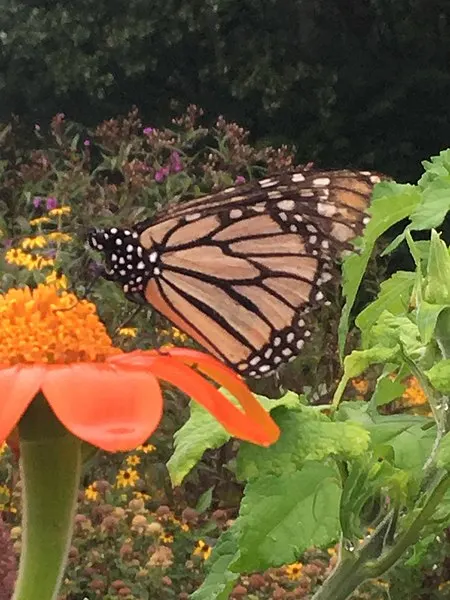 450px Monarch Butterfly at Tudek Park 450px-monarch butterfly at tudek park