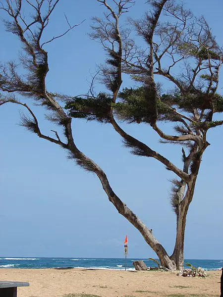 450px-starr-090429-6476-casuarina equisetifolia-wind and salt blown habit-baldwin beach park-maui %2824834850262%29