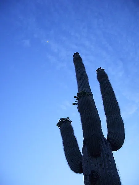 450px-sunday night saguaro