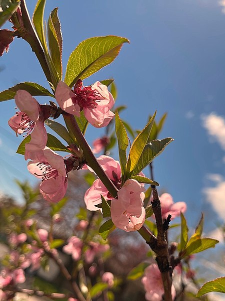 450px-toronto ontario ~ canada ~ edwards gardens ~ botanical garden ~ cherry blossoms %2851268500011%29